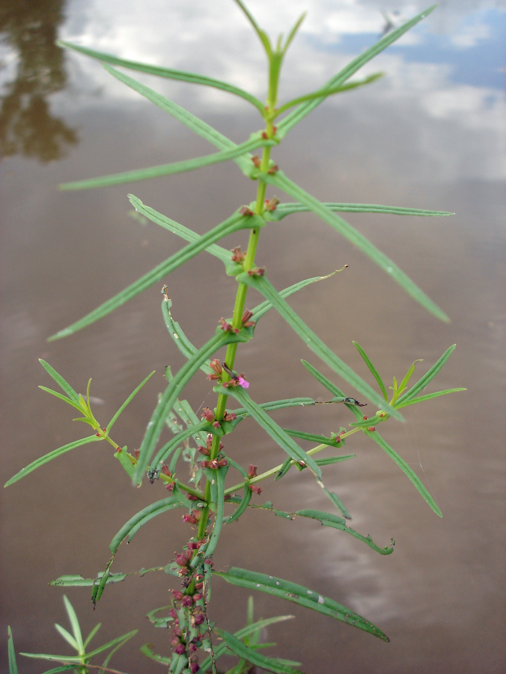 Emergent Aquatic Plants Outdoor Alabama